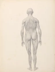 Vergleichende anatomische Darstellung der Struktur des menschlichen Körpers mit der eines Tigers und eines Haushuhns: Menschliche Figur, Rückansicht, teilweise seziert (Fertige Studie für Tafel XII)