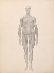 Vergleichende anatomische Darstellung der Struktur des menschlichen Körpers mit der eines Tigers und eines gewöhnlichen Huhns: Menschliche Figur, Vorderansicht, Haut und darunterliegende Faszienschichten entfernt (Fertige Studie für Tafel XI)