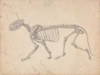 Vergleichende anatomische Darstellung der Struktur des menschlichen Körpers mit der eines Tigers und eines gewöhnlichen Huhns: Tigerskelett, Seitenansicht (Fertige Studie für Tafel IV)