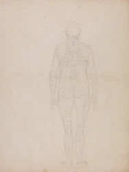 Ein vergleichender anatomischer Exposition der Struktur des menschlichen Körpers mit der eines Tigers und eines gewöhnlichen Huhns: Menschliche Figur, Rückansicht