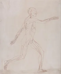 Vergleichende anatomische Darstellung der Struktur des menschlichen Körpers mit der eines Tigers und eines Haushuhns: Menschliche Figur, Seitenansicht (Vorbereitet für den Transfer zur Platte der Schlüsselfigur zu Tafel XIII)