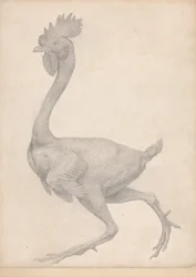 Vergleichende anatomische Darstellung der Struktur des menschlichen Körpers mit der eines Tigers und eines gewöhnlichen Huhns: Huhn, Seitenansicht mit den meisten entfernten Federn (Fertige Studie für Tafel X)