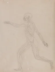 Vergleichende anatomische Darstellung des menschlichen Körpers mit einem Tiger und einem gewöhnlichen Huhn: Menschliche Figur, Seitenansicht