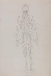 Vergleichende anatomische Darstellung der Struktur des menschlichen Körpers mit der eines Tigers und eines gewöhnlichen Huhns: Menschliche Figur, Rückansicht (Umrisszeichnung für eine Schlüsselfigur, die das Endstadium der Sektion zeigt)