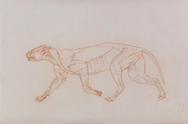 Vergleichende anatomische Darstellung der Struktur des menschlichen Körpers mit der eines Tigers und eines gewöhnlichen Huhns: Leopardenkörper, Seitenansicht