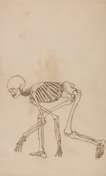 Vergleichende anatomische Darstellung der Struktur des menschlichen Körpers mit der eines Tigers und eines gewöhnlichen Huhns: Menschliches Skelett, Seitenansicht