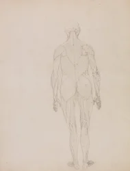Vergleichende anatomische Darstellung der Struktur des menschlichen Körpers mit der eines Tigers und eines gewöhnlichen Huhns: Menschliche Figur, Rückansicht (Umrisszeichnung)