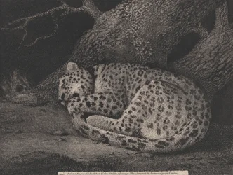Ein schlafender Leopard
