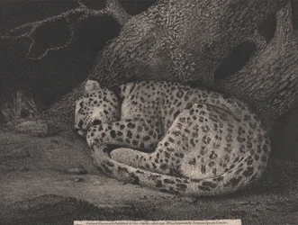 Ein schlafender Leopard