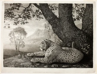 Ein Tiger (Ein liegender Leopard bei einem Baum)