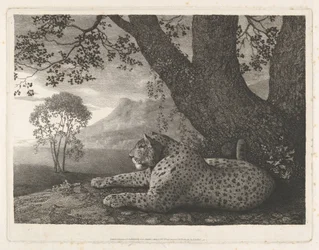 Ein Tiger (ein liegender Leopard an einem Baum)