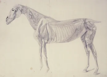 Diagramm aus „Die Anatomie des Pferdes“