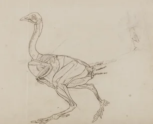 Dorking-Huhn Körper, Seitenansicht, aus 