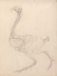 Vogelkörper, Seitenansicht (Studie für die Schlüsselfigur zu Tabelle XV)