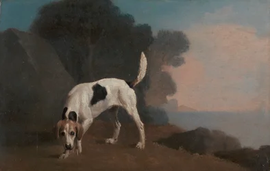 Fuchshund