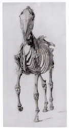 Vorderansicht des Skeletts eines Pferdes, Studie Nr. 10 aus Die Anatomie des Pferdes, 1766