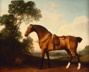 Ein gesattelter Bay Hunter