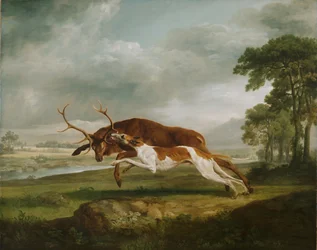 Hund jagt einen Hirsch