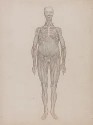 Menschliche Figur, Vorderansicht
