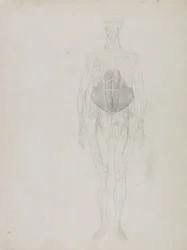 Menschliche Figur, Vorderansicht, aus 