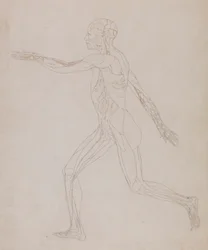 Menschliche Figur, Seitenansicht (Bezogen auf Tafel XIII, detaillierte Studie der Blutgefäße, die die Muskeln versorgen)