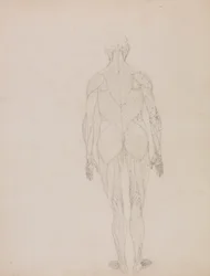 Menschliche Figur, Rückansicht (Umrisszeichnung für Schlüsselfigur zu Tafel XII)