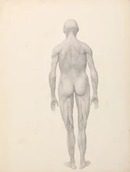 Menschliche Figur, Rückansicht, teilweise seziert (Fertige Studie für Tabelle XII)