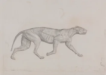 Leopardenkörper, Seitenansicht