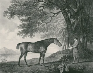 Sharke, graviert von George Townley Stubbs, veröffentlicht 1794 (Radierung)