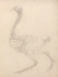 Studie eines Huhns, Seitenansicht, Diagramm für Schlüssel zu Tabelle XV, aus Einem Vergleichenden Anatomischen Exposé der Struktur des menschlichen Körpers mit dem eines Tigers und eines gewöhnlichen Huhns, 1795-1806