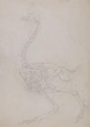 Studie eines Huhns, Seitenansicht, aus A Comparative Anatomical Exposition of the Structure of the Human Body with that of a Tiger and a Common Fowl, 1795-1806
