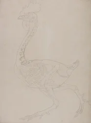 Studie eines Huhns, Seitenansicht, aus A Comparative Anatomical Exposition of the Structure of the Human Body with that of a Tiger and a Common Fowl, 1795-1806
