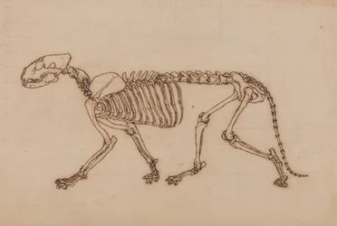 Studie eines Tigers, Seitenansicht, aus Einem Vergleichenden Anatomischen Exposé der Struktur des menschlichen Körpers mit dem eines Tigers und eines gewöhnlichen Huhns, 1795-1806