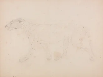 Studie eines Tigers, Seitenansicht, aus Einem Vergleichenden Anatomischen Exposé der Struktur des menschlichen Körpers mit dem eines Tigers und eines gewöhnlichen Huhns, 1795-1806