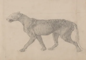 Studie eines Tigers, Seitenansicht, aus Einem Vergleichenden Anatomischen Exposé der Struktur des menschlichen Körpers mit dem eines Tigers und eines gewöhnlichen Huhns, 1795-1806