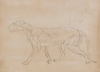 Studie eines Tigers, Seitenansicht, aus Einem Vergleichenden Anatomischen Exposé der Struktur des menschlichen Körpers mit dem eines Tigers und eines gewöhnlichen Huhns, 1795-1806