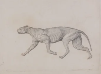Studie eines Tigers, Seitenansicht, aus Einem Vergleichenden Anatomischen Exposé der Struktur des menschlichen Körpers mit dem eines Tigers und eines gewöhnlichen Huhns, 1795-1806