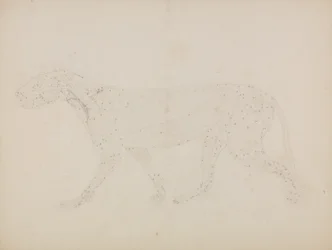 Studie eines Tigers, Seitenansicht, aus 