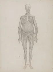 Studie der menschlichen Figur, Vorderansicht, aus 