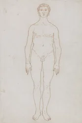 Studie der menschlichen Figur, Vorderansicht, aus 