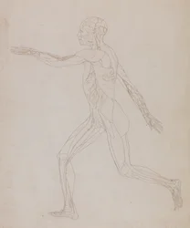Studie der menschlichen Figur, Seitenansicht, aus Ein vergleichendes anatomisches Exposé der Struktur des menschlichen Körpers mit dem eines Tigers und eines gewöhnlichen Huhns