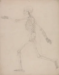 Studie der menschlichen Figur, Seitenansicht, aus Einem Vergleichenden Anatomischen Exposé der Struktur des menschlichen Körpers mit dem eines Tigers und eines gewöhnlichen Huhns, 1795-1806