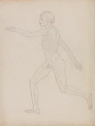 Studie der menschlichen Figur, Seitenansicht, aus A Comparative Anatomical Exposition of the Structure of the Human Body with that of a Tiger and a Common Fowl, 1795-1806