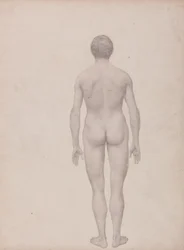 Studie der menschlichen Figur, Rückansicht, unseziert, fertige Studie für Tabelle VII, aus Einem Vergleichenden Anatomischen Exposé der Struktur des menschlichen Körpers mit dem eines Tigers und eines gewöhnlichen Huhns