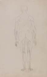 Studie der menschlichen Figur, Rückansicht, aus Ein vergleichendes anatomisches Exposé der Struktur des menschlichen Körpers mit dem eines Tigers und eines gewöhnlichen Huhns