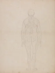 Studie der menschlichen Figur, Rückansicht, aus Ein vergleichendes anatomisches Exposé der Struktur des menschlichen Körpers mit dem eines Tigers und eines gewöhnlichen Huhns