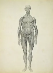 Die menschliche Figur, vordere Ansicht, aus der Serie 