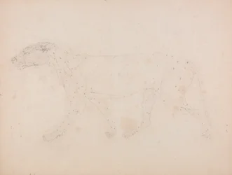 Tigerkörper, Seitenansicht (Studie der Muskeln für die Schlüsselfigur zu Tafel IX)