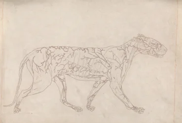 Tiger, Seitenansicht (Umrissstudie der Oberflächenblutversorgung, vorbereitet für die Schlüsselfigur zu Tafel IX)