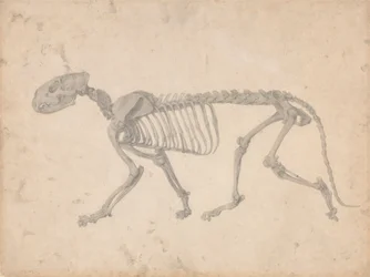Tigerskelett, Seitenansicht